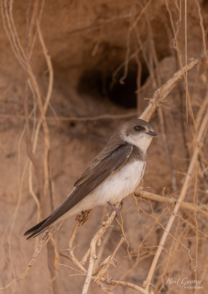 House Martin
