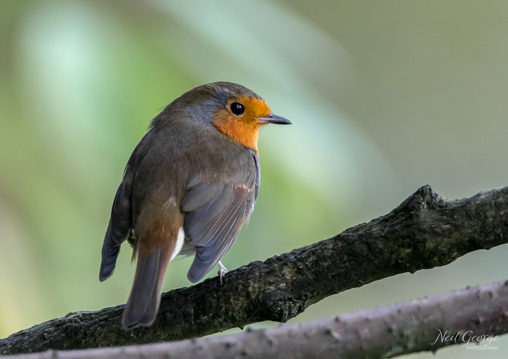 Robin on a Branch
