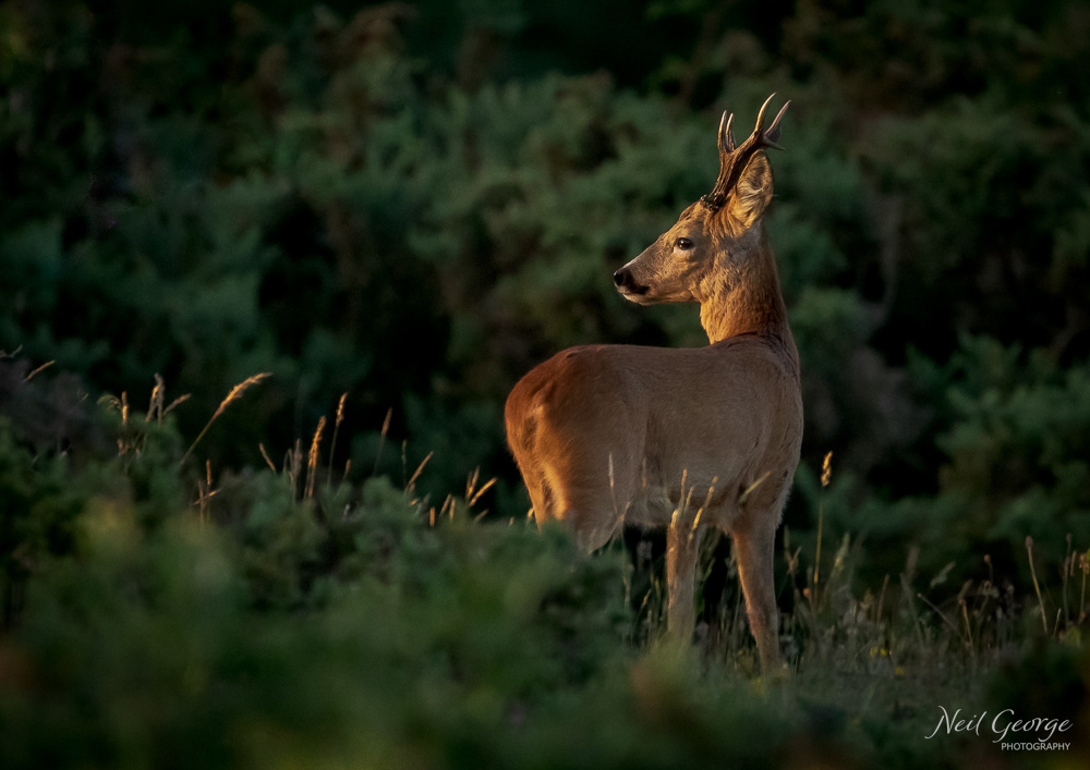 Roe Deer Buck