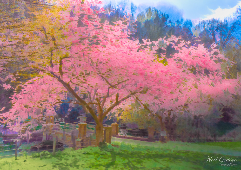 Blossom in Castle Combe III