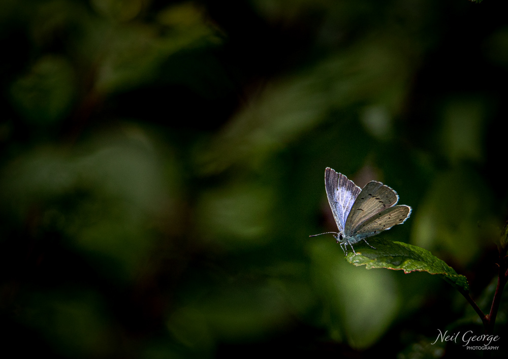 Holly Blue