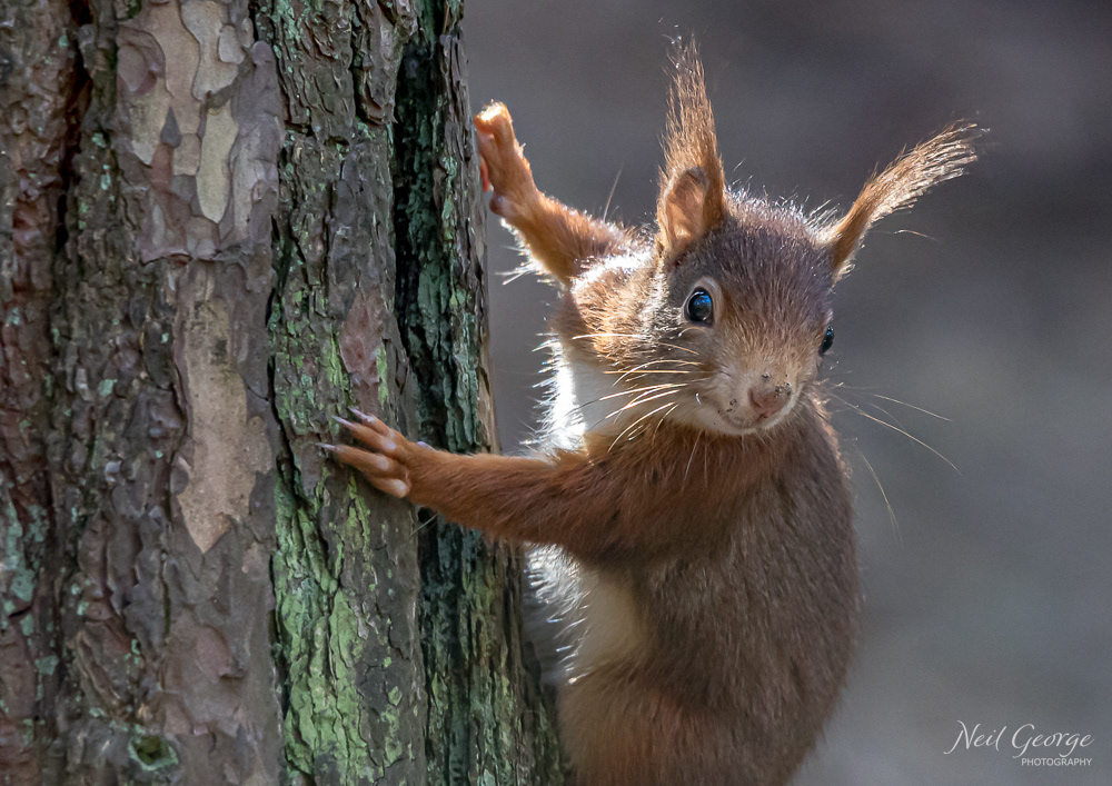Tufty Squirrel