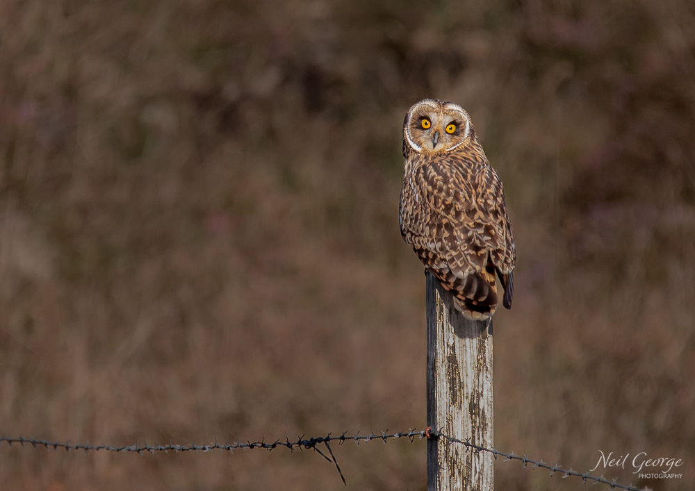 Short-eared Owl