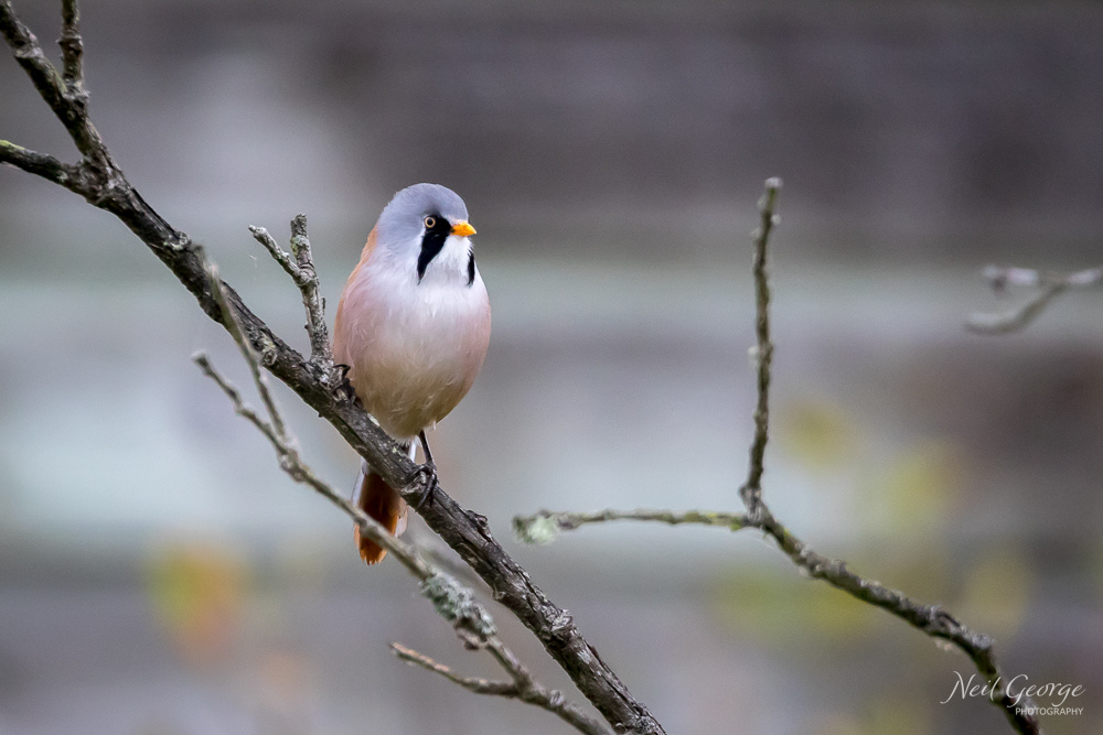 Bearded Reedling on a Branch