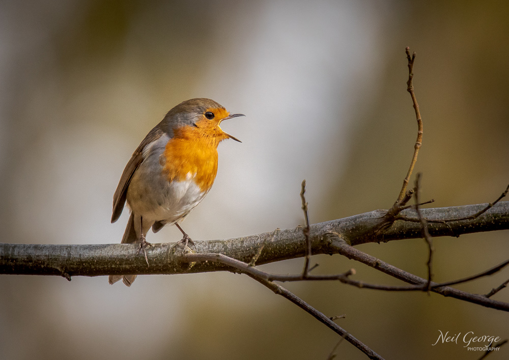 Singing Robin