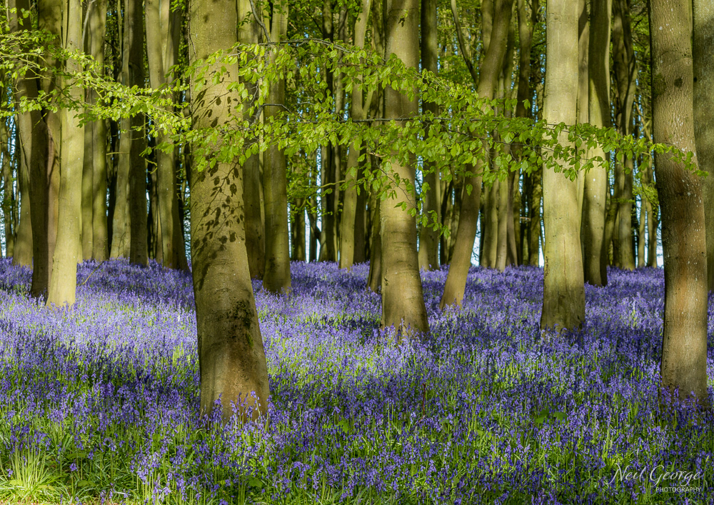 Bluebells II