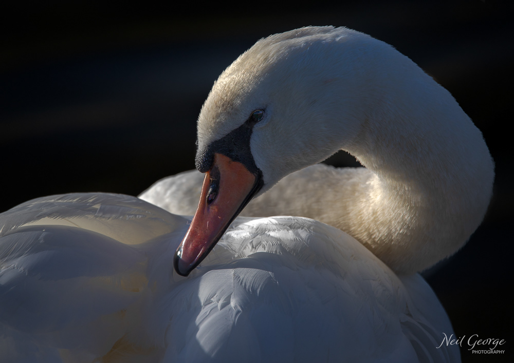 Mute Swan Preening