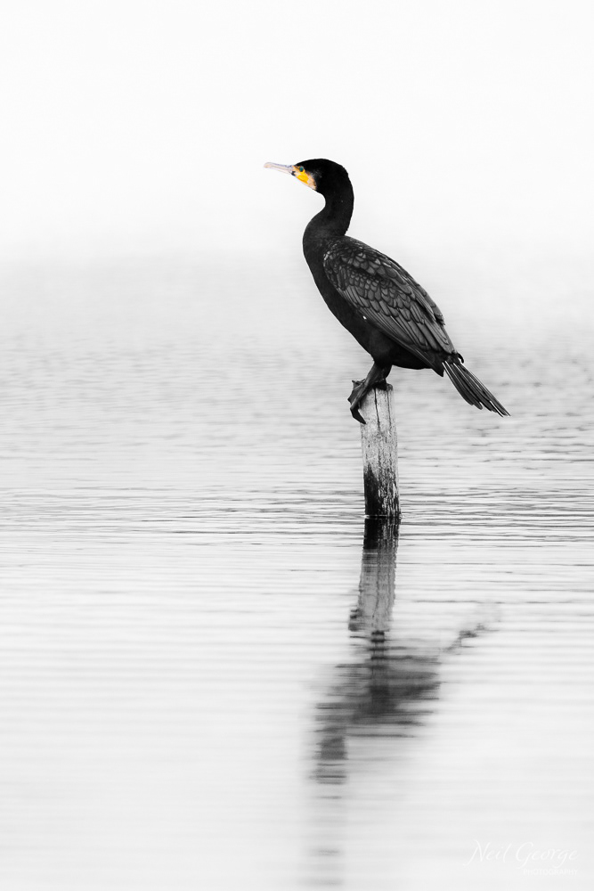 Cormorant