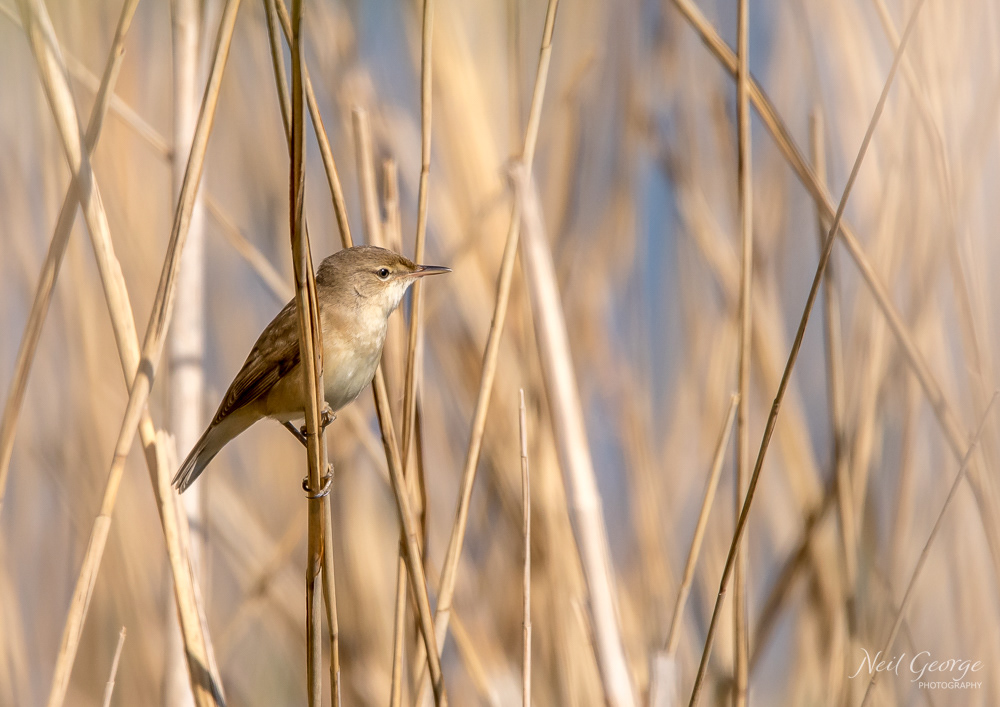 Reed Warbler