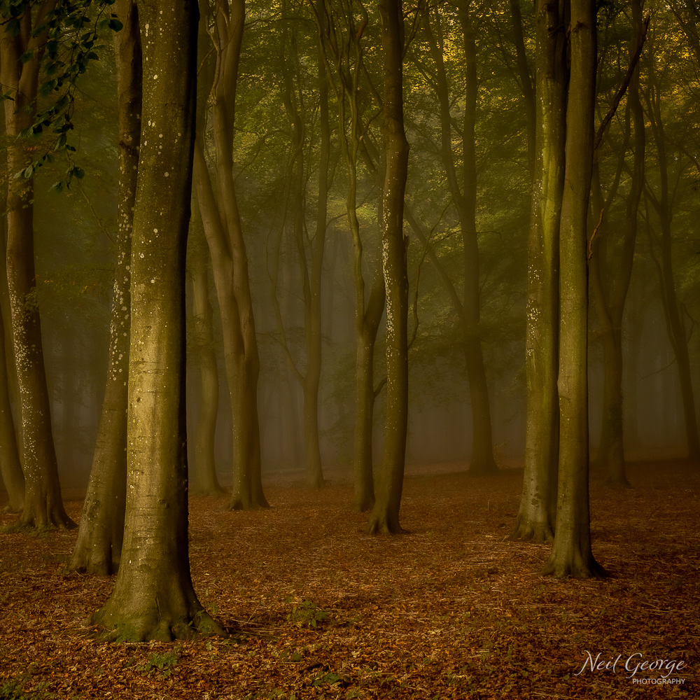 Misty Badbury Morning III