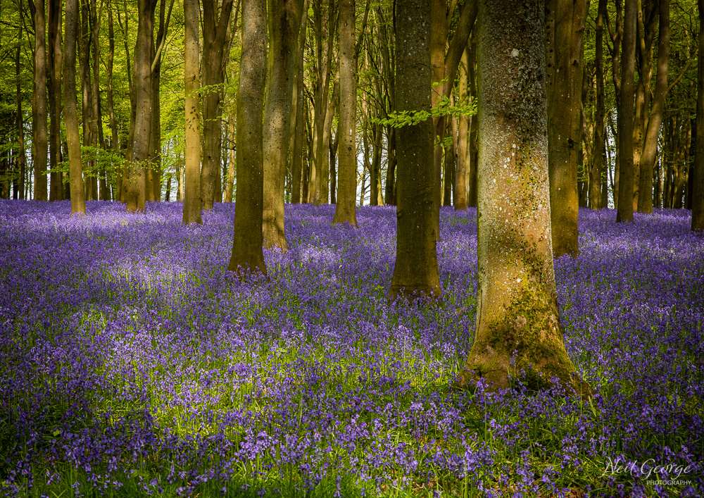 Bluebells IV