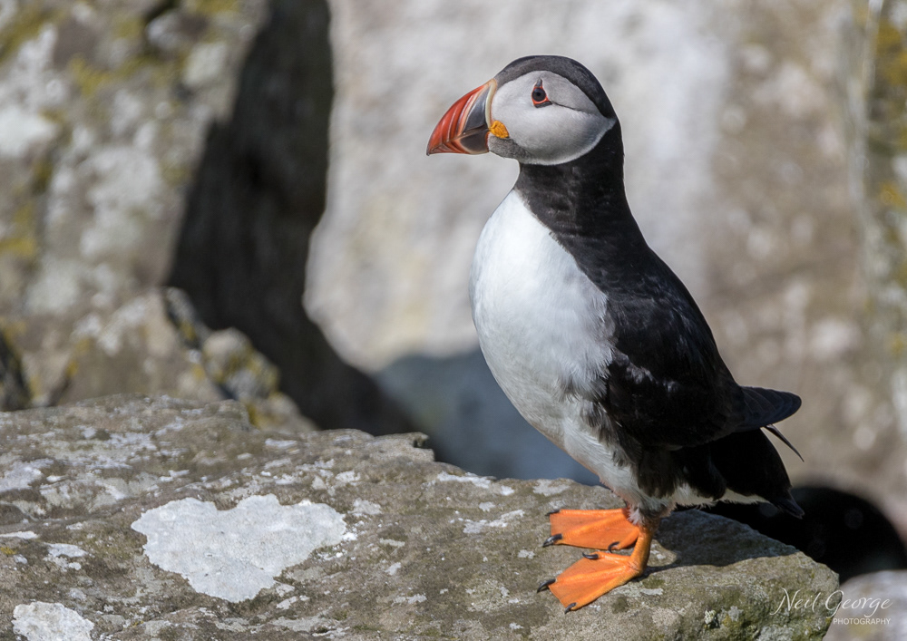 Puffin on the Rocks