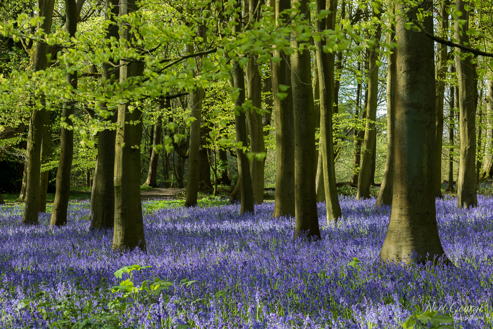 Bluebells I