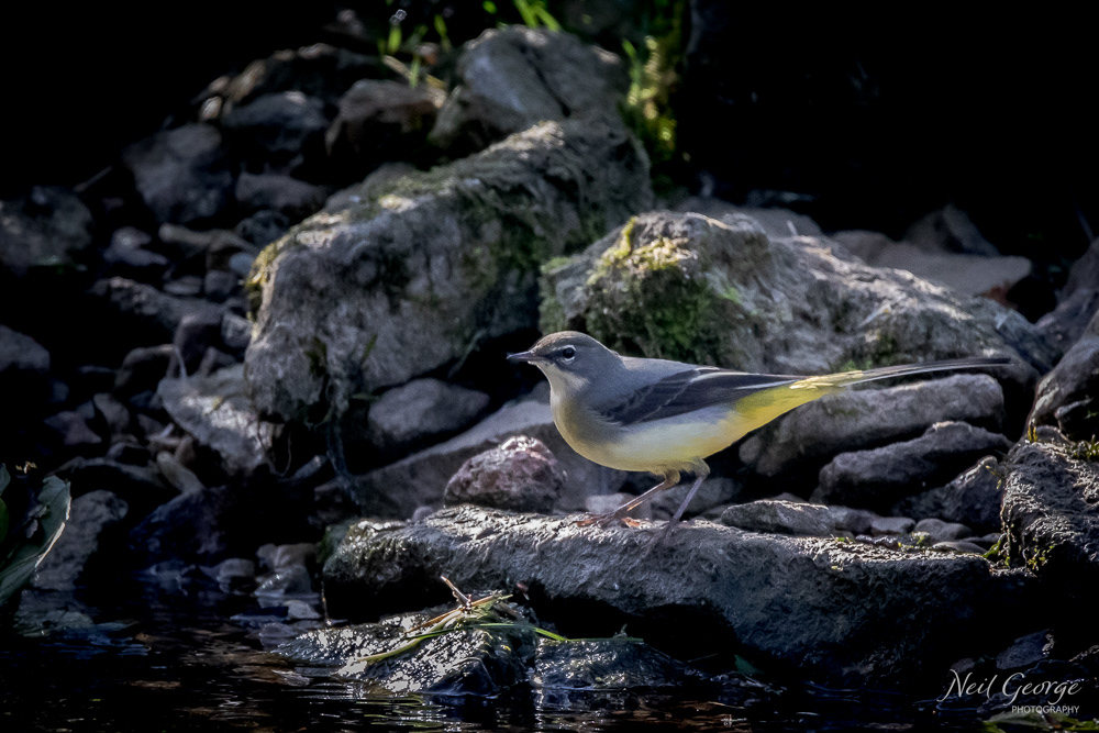 Grey Wagtail
