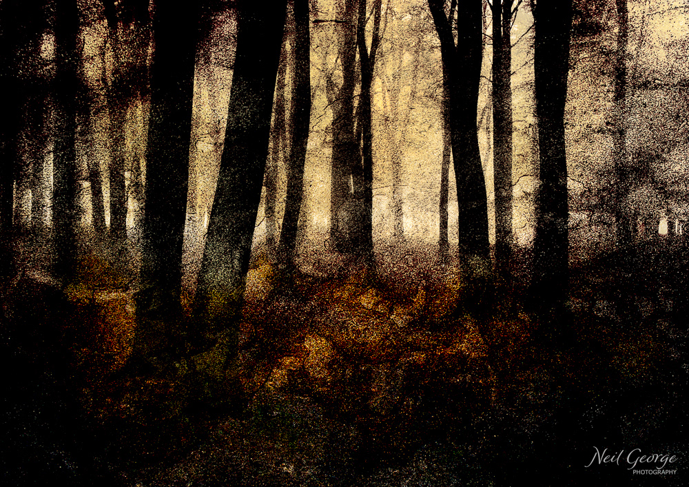 Autumn Woods III (Ltd Ed)