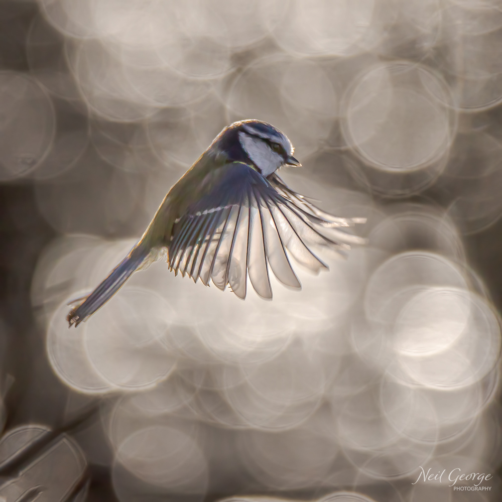 Blue Tit in Flight