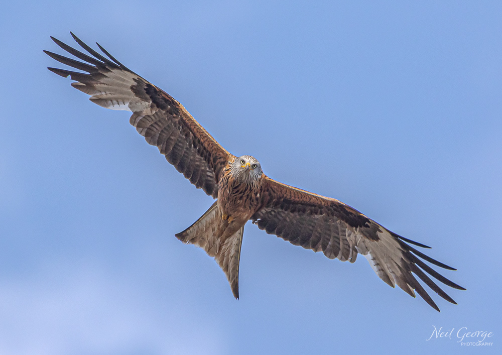 Red Kite