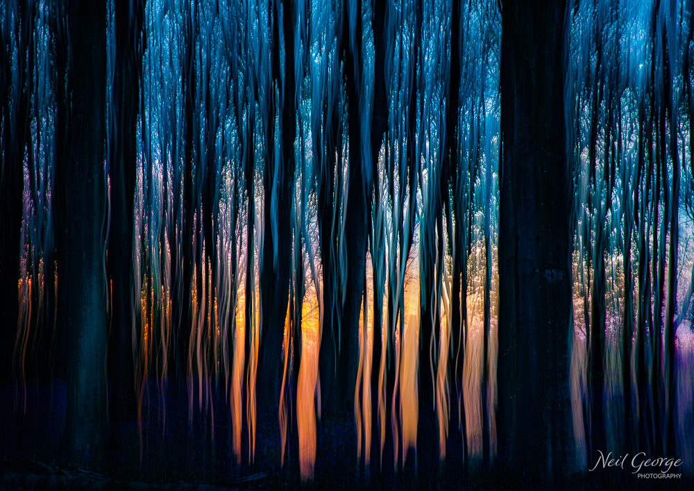 Sunset Through Trees I