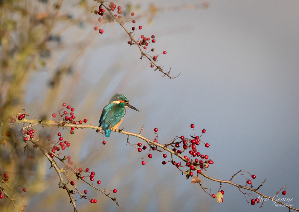 Kingfisher I