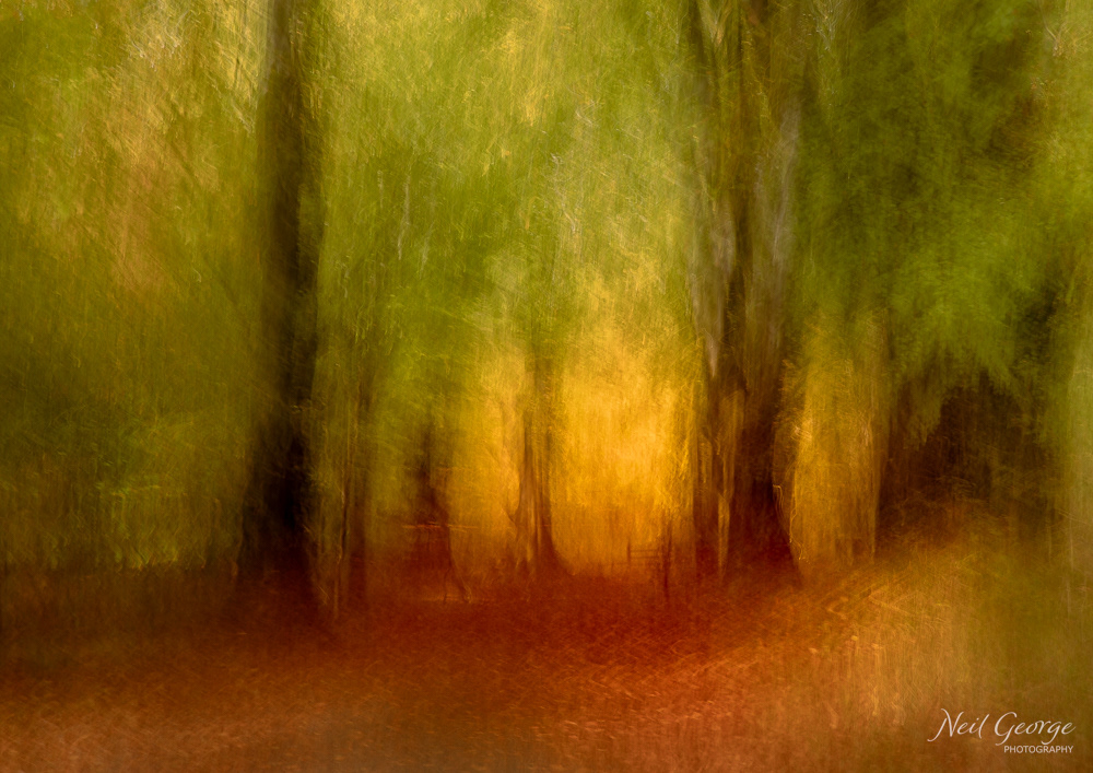 Autumn in Savernake I