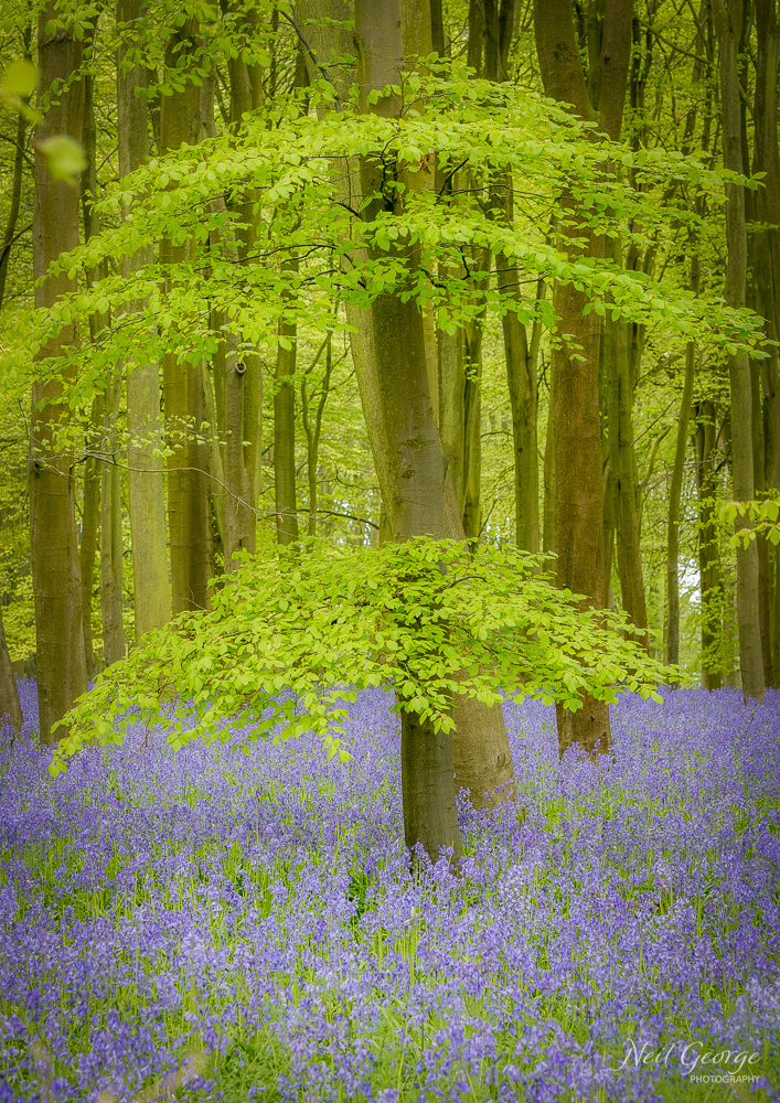 Bluebells III