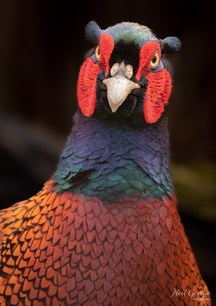 Pheasant