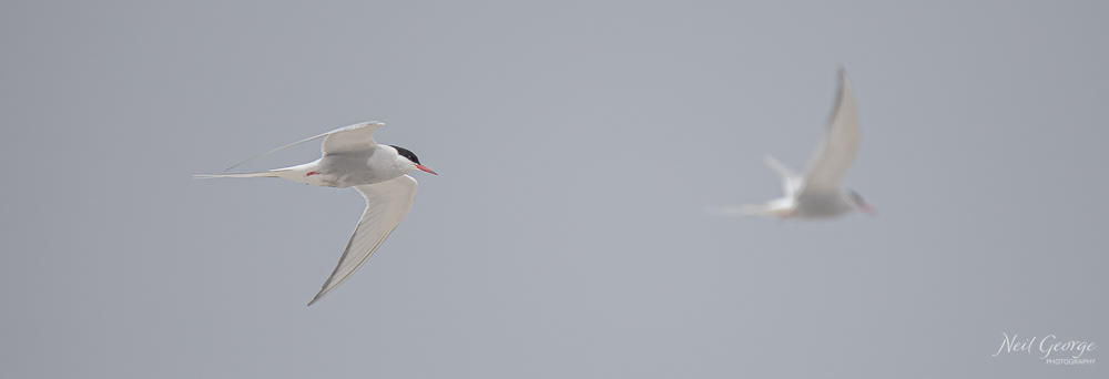 Arctic Terns