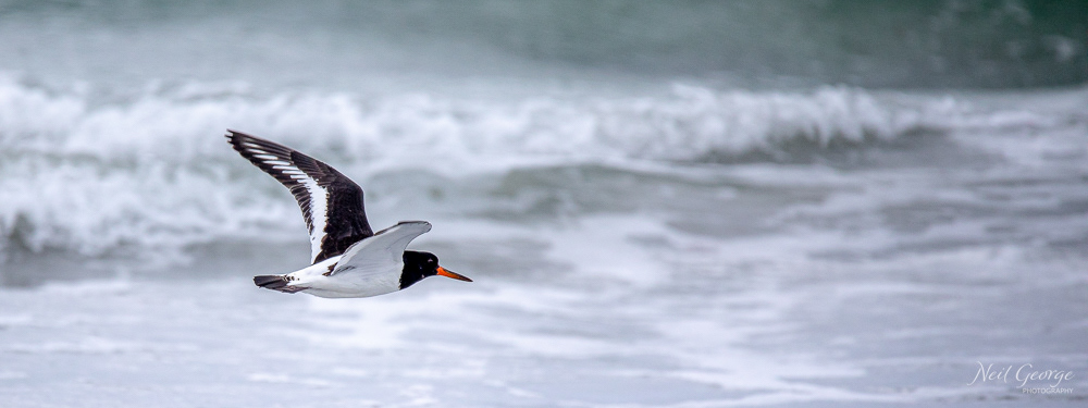 Oystercatcher