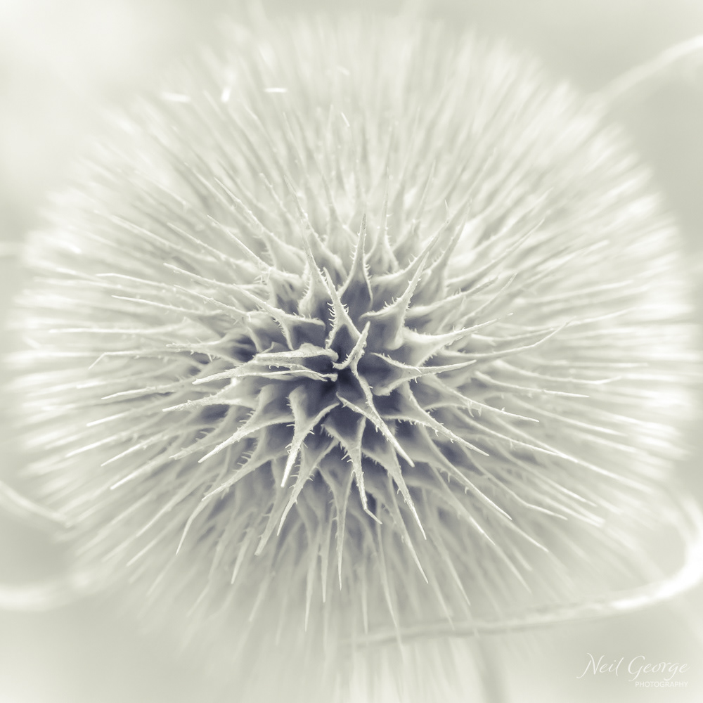 Winter Teasel