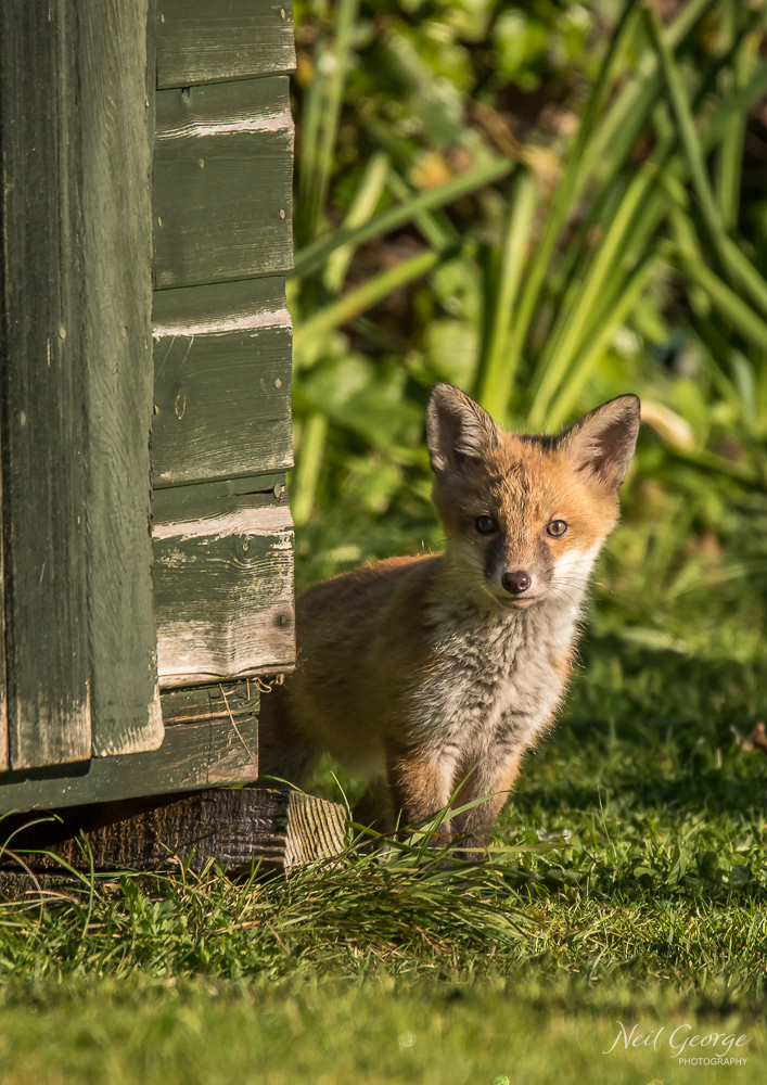 Shed Fox