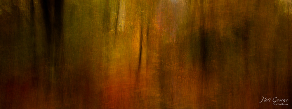 Autumn in Savernake II