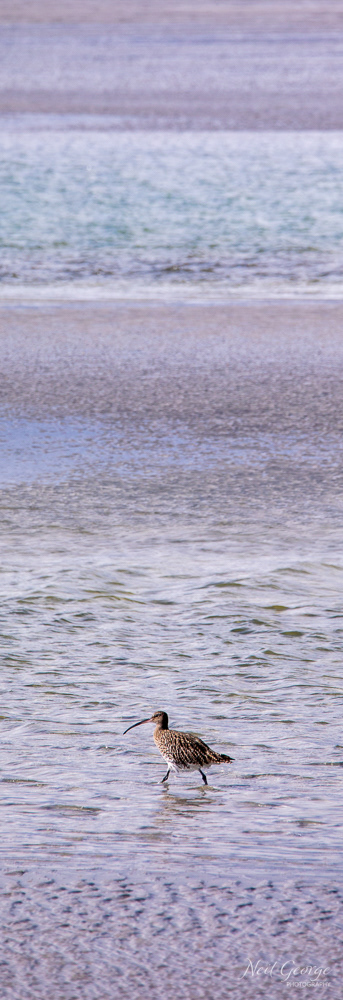 Curlew on a Beach