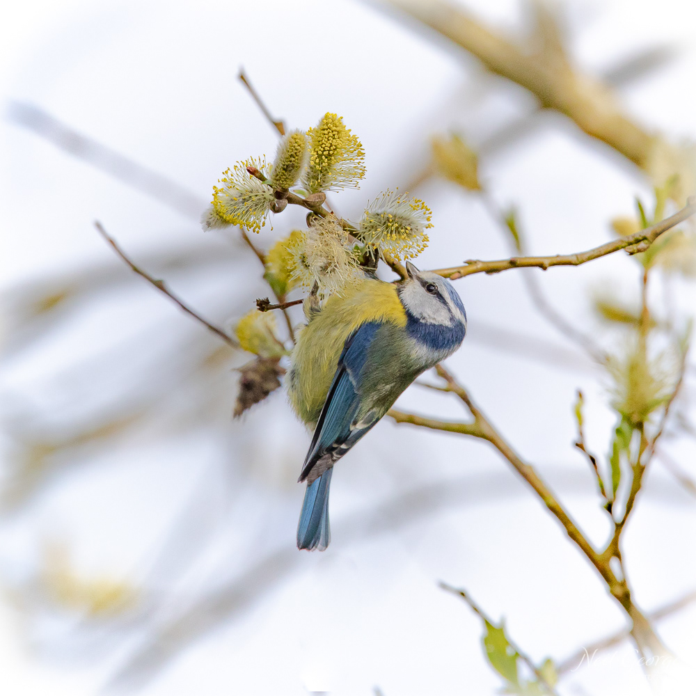 Blue Tit on Pussy Willow