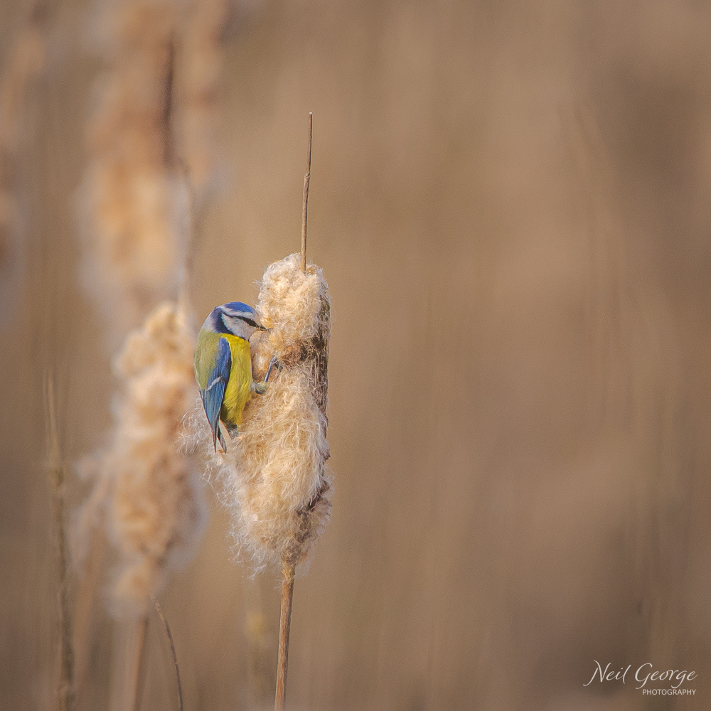 Blue Tit on Reedmace