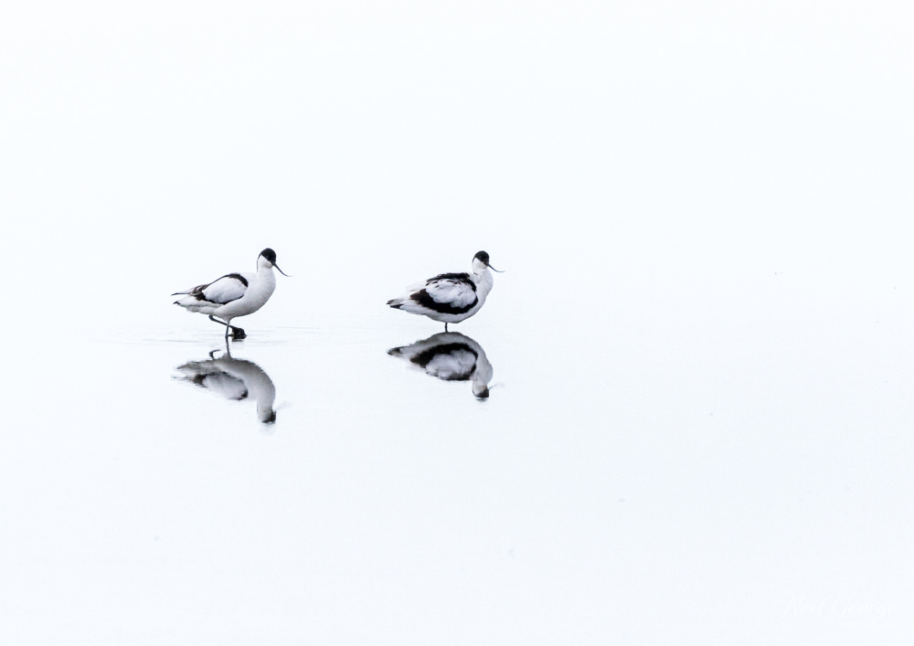 Avocets