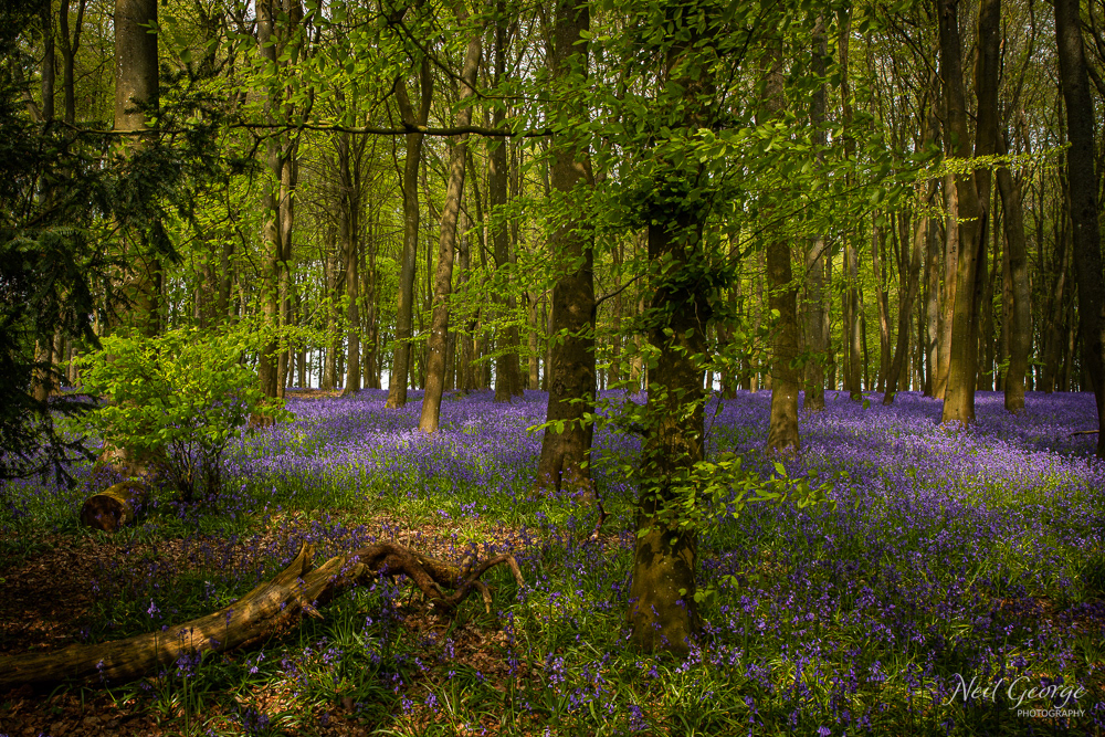 Bluebells VI