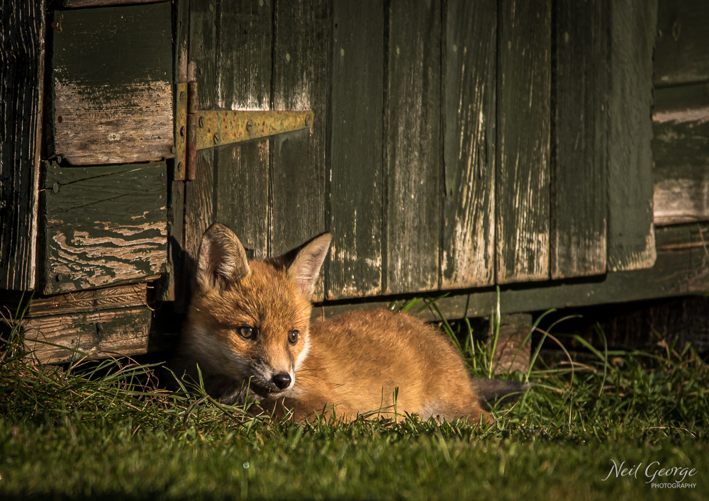 Resting Fox
