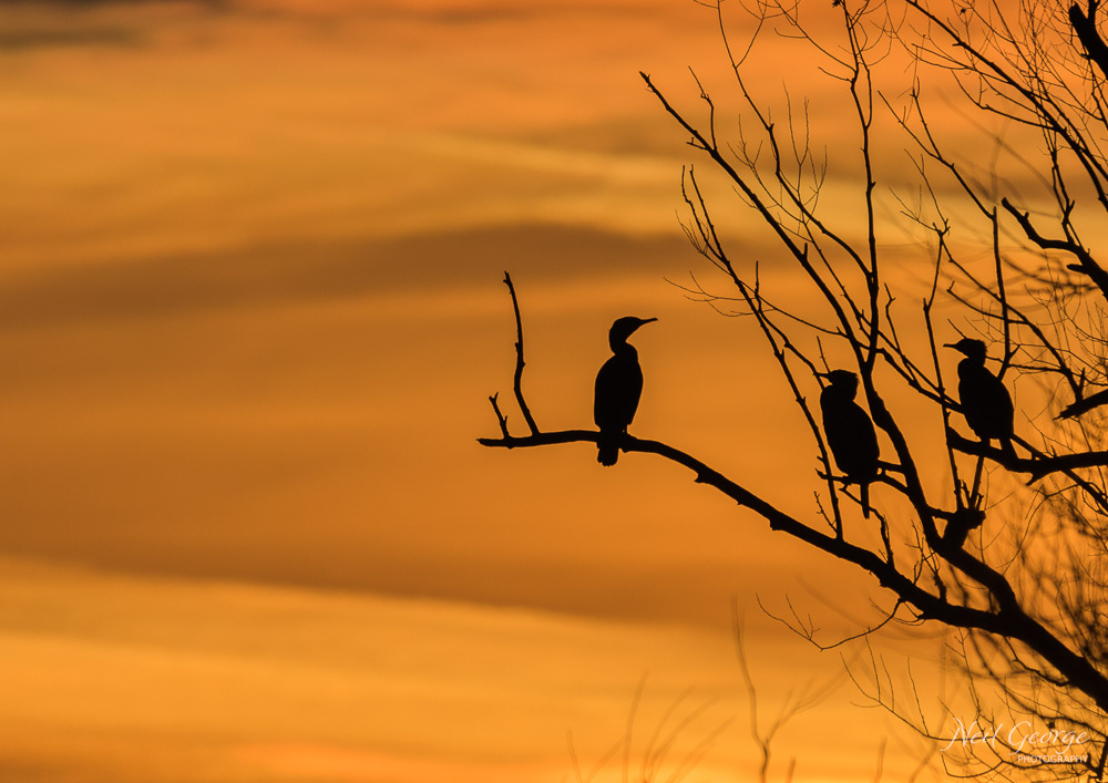 Cormorants at Dawn