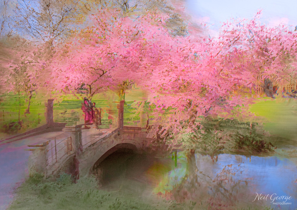 Blossom in Castle Combe II