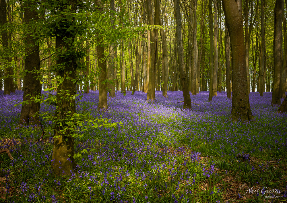 Bluebells V