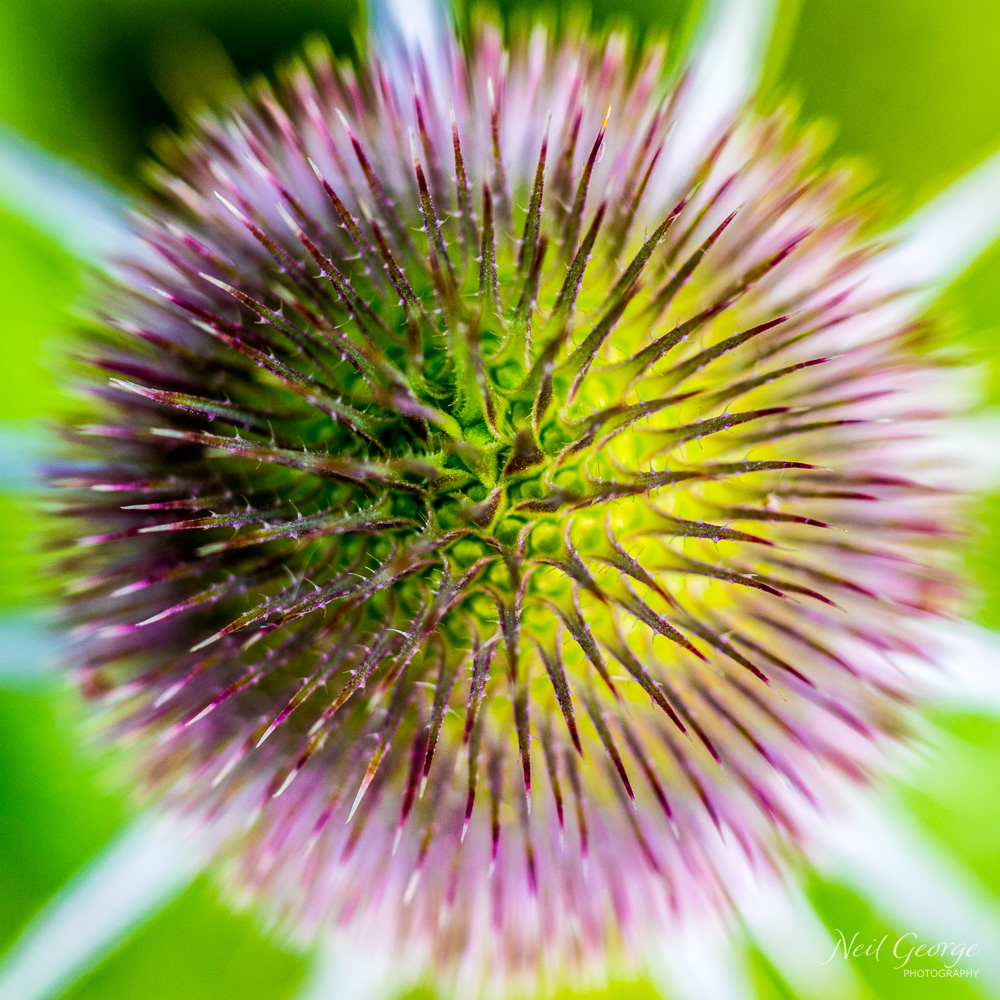 Summer Teasel