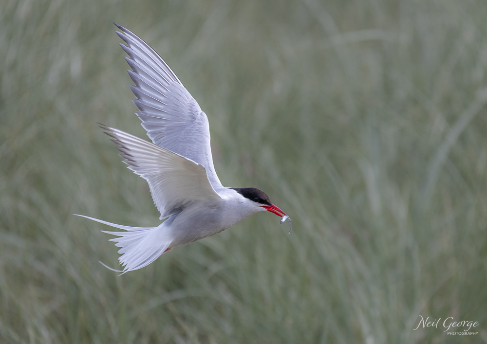 Arctic Tern