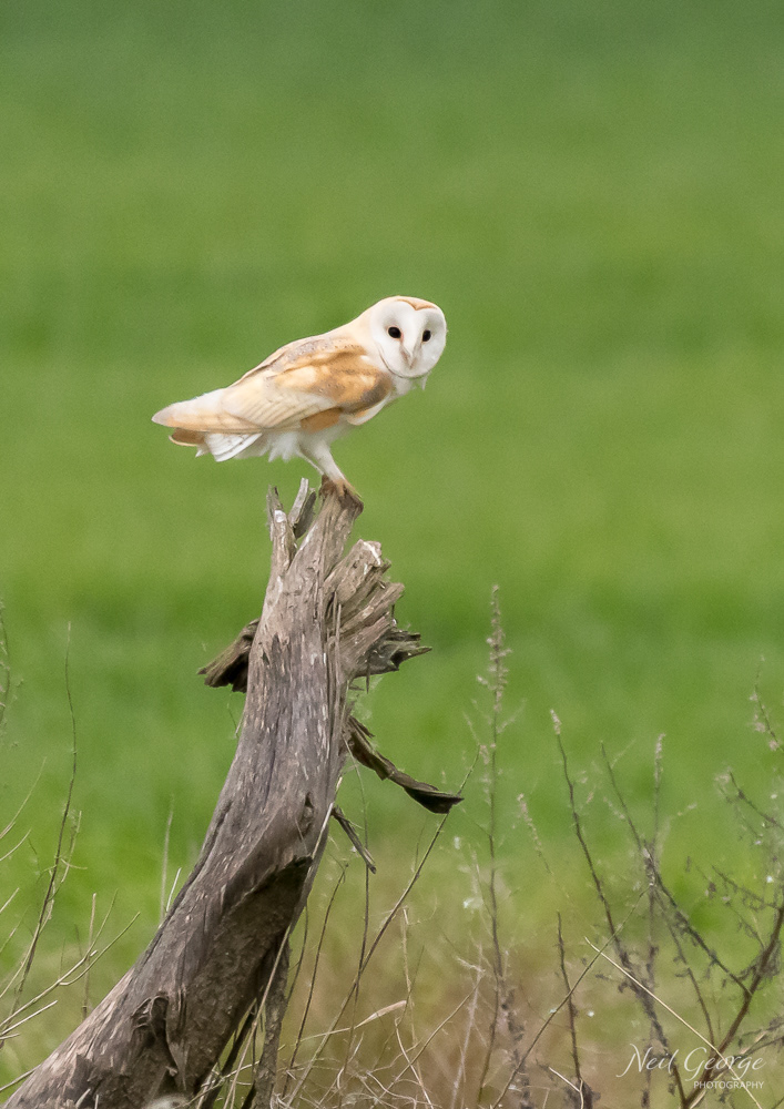 Barn Owl on a Trunk