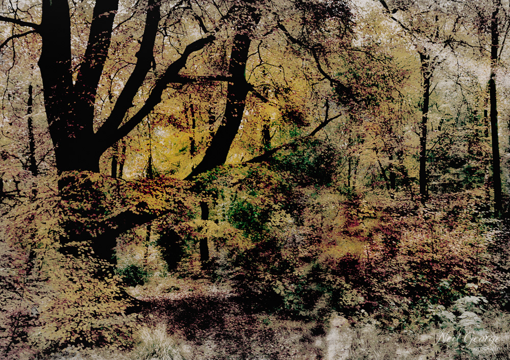 Savernake Autumn (Ltd Ed)