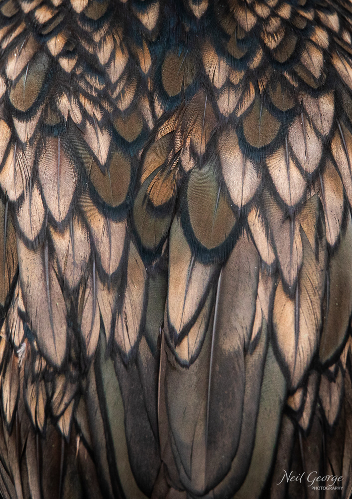 Cormorant Feathers