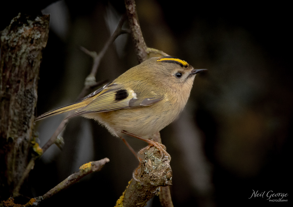 Goldcrest