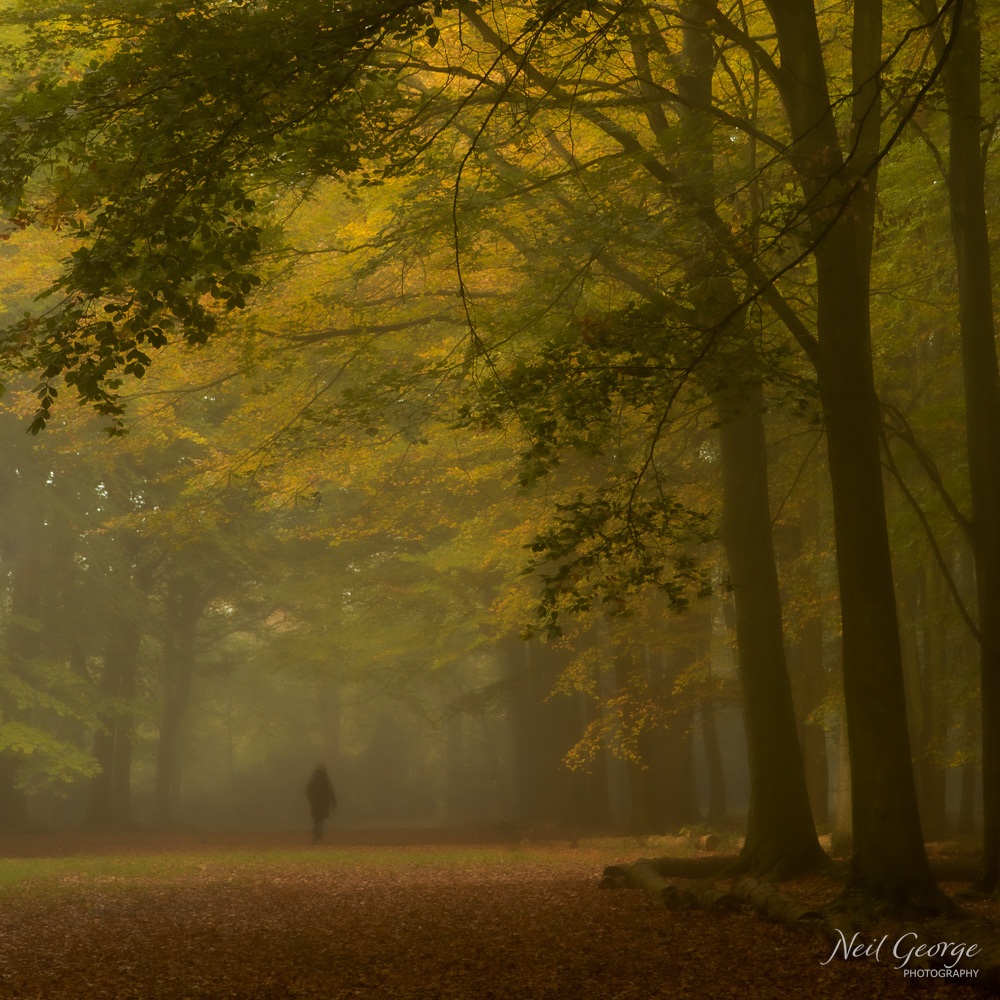 Misty Badbury Morning I