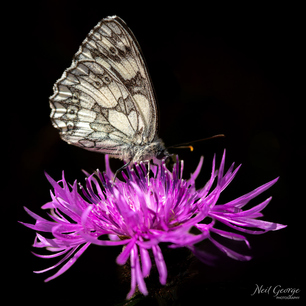 Marbled White