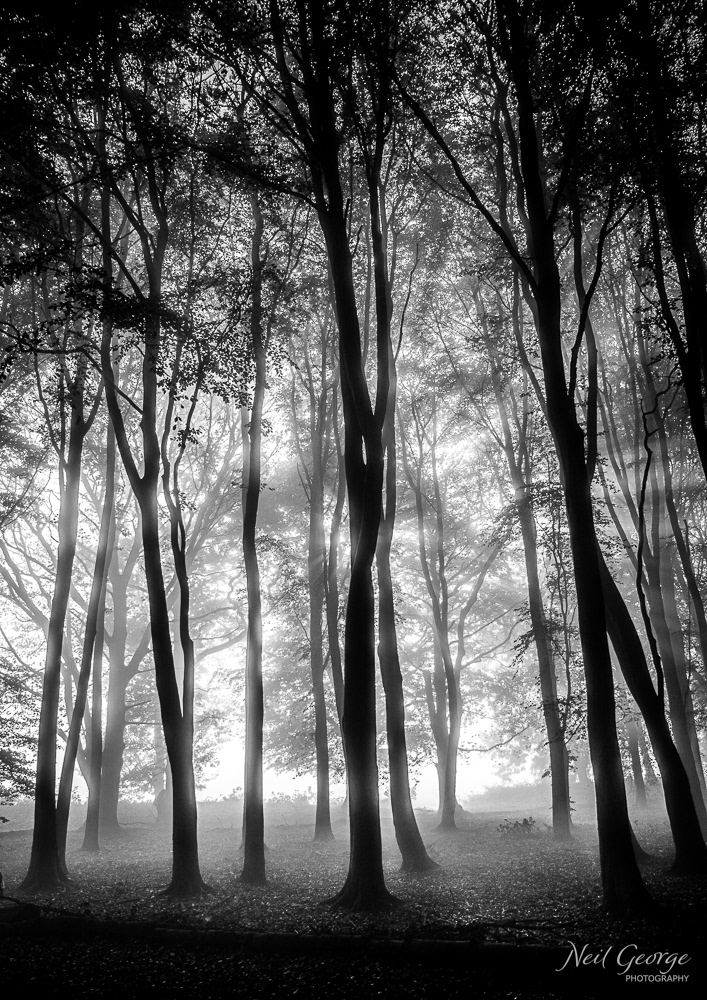 Misty Badbury Morning II