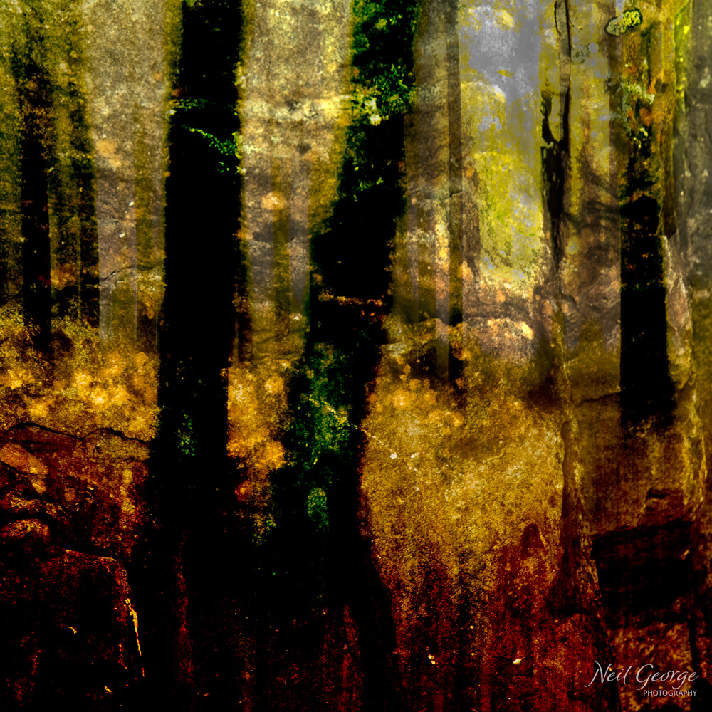 Autumn Woods (Ltd Ed)